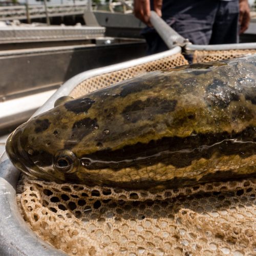 Photo of a snakehead fish in a net after capture