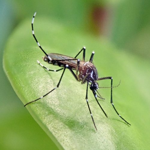 Macro image of tiger mosquito on a leaf
