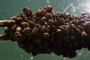 Image of a cluster of zebra mussels attached to a metal chain underwater.