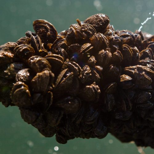 Image of a cluster of zebra mussels attached to a metal chain underwater.