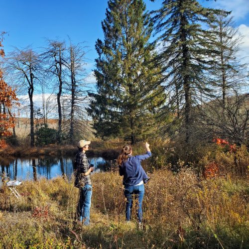 Researchers stand in woods collecting data