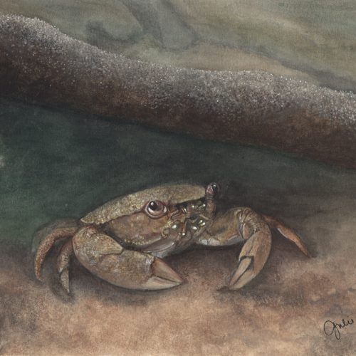 A diminutive mud crab peers out from its shelter amongst woody debris.