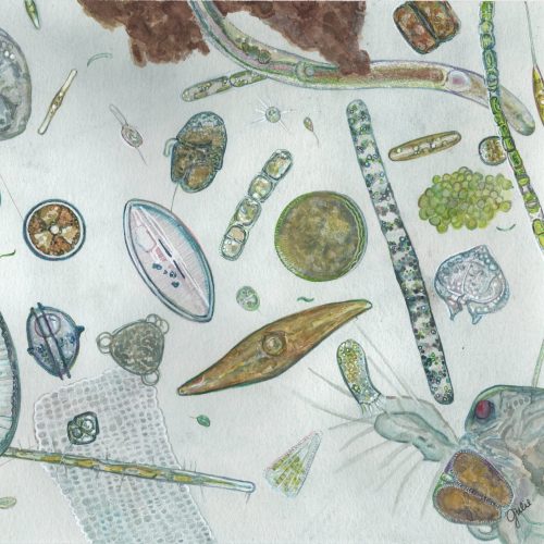 Plankton are in bloom in the Choptank River, Chesapeake Bay. Original artwork by Julie Trommatter.
