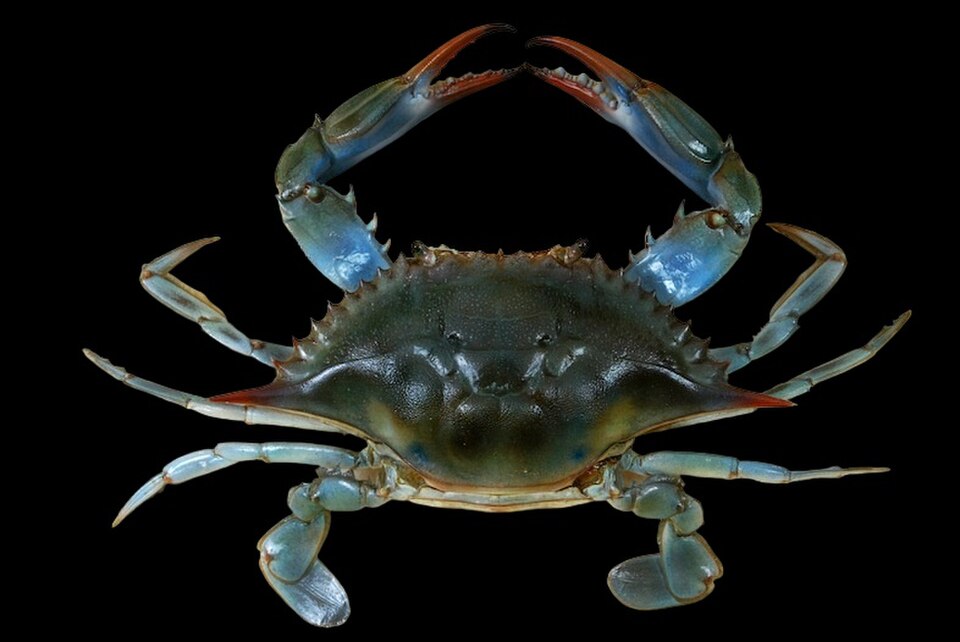 2026 Maryland blue crab stock assessment published