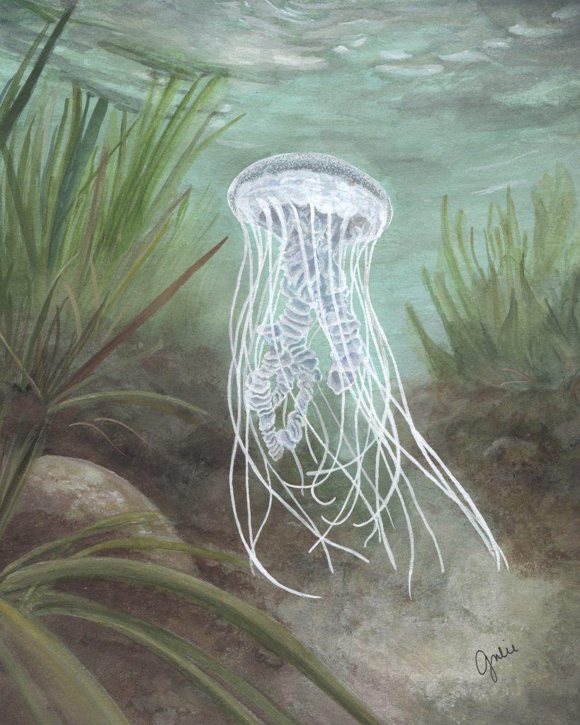 An Atlantic Bay Nettle awaits its next meal. Original artwork by Julie Trommatter.