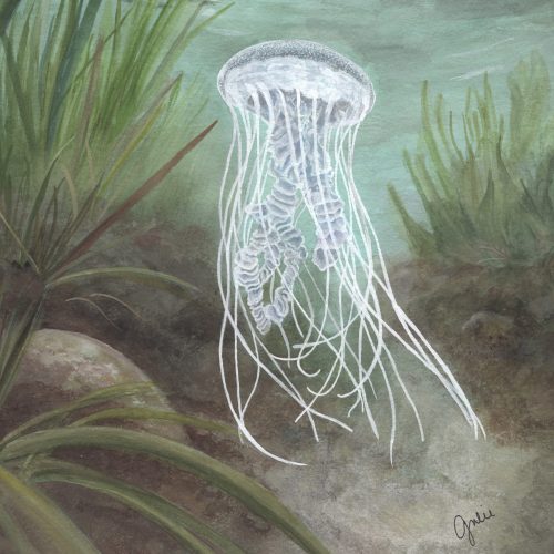 An Atlantic Bay Nettle awaits its next meal. Original artwork by Julie Trommatter.