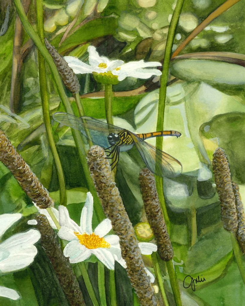 A female Seaside Dragonlet perched in a wetland. Original artwork by Julie Trommatter.
