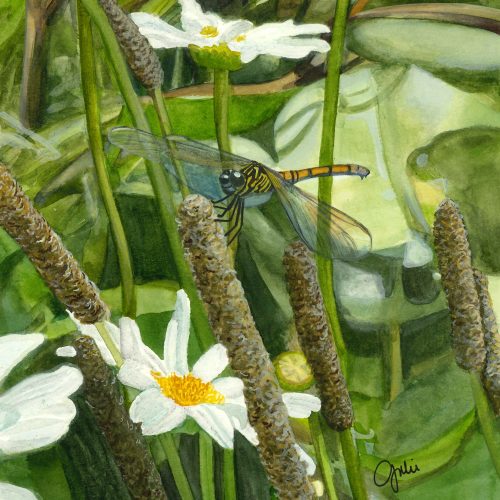 A female Seaside Dragonlet perched in a wetland. Original artwork by Julie Trommatter.