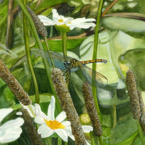 A female Seaside Dragonlet perched in a wetland. Original artwork by Julie Trommatter.