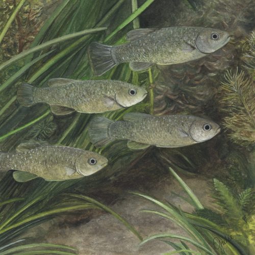 A small group of local mummichog killifish. Original artwork by Julie Trommatter.