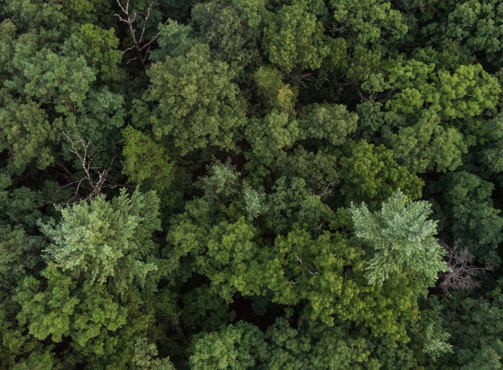 Aerial view of a forest of green trees
