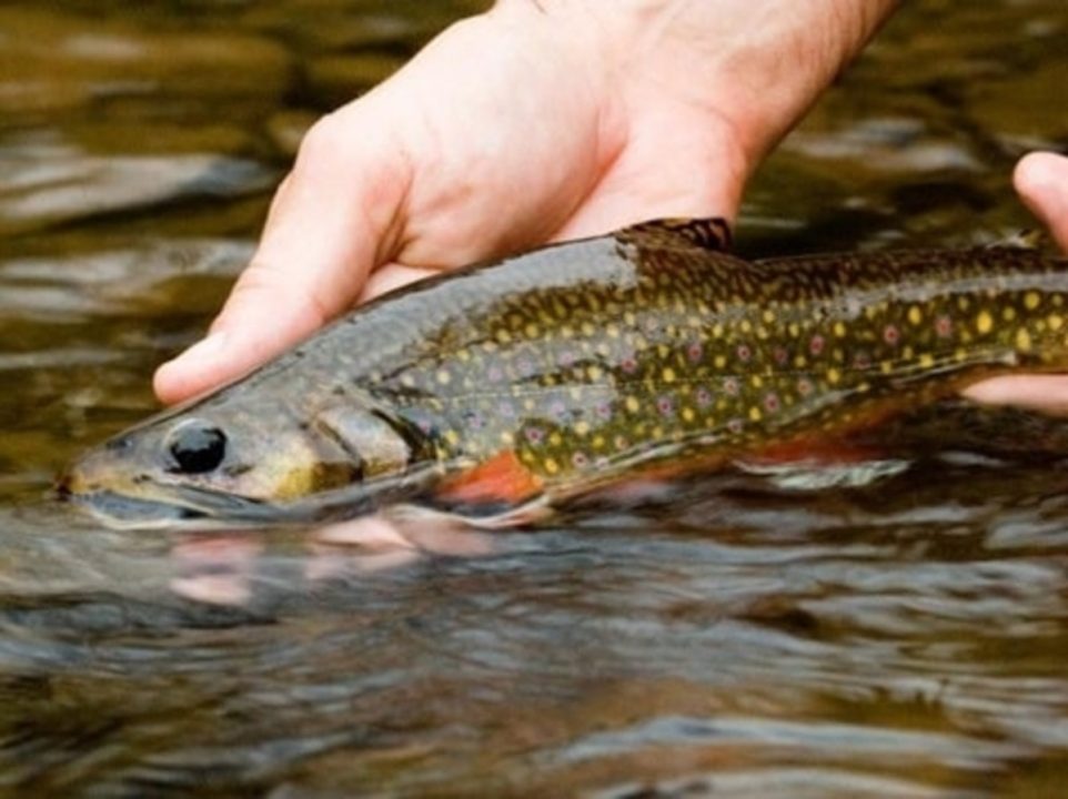 A hand holding a brook trout at the surface of a river