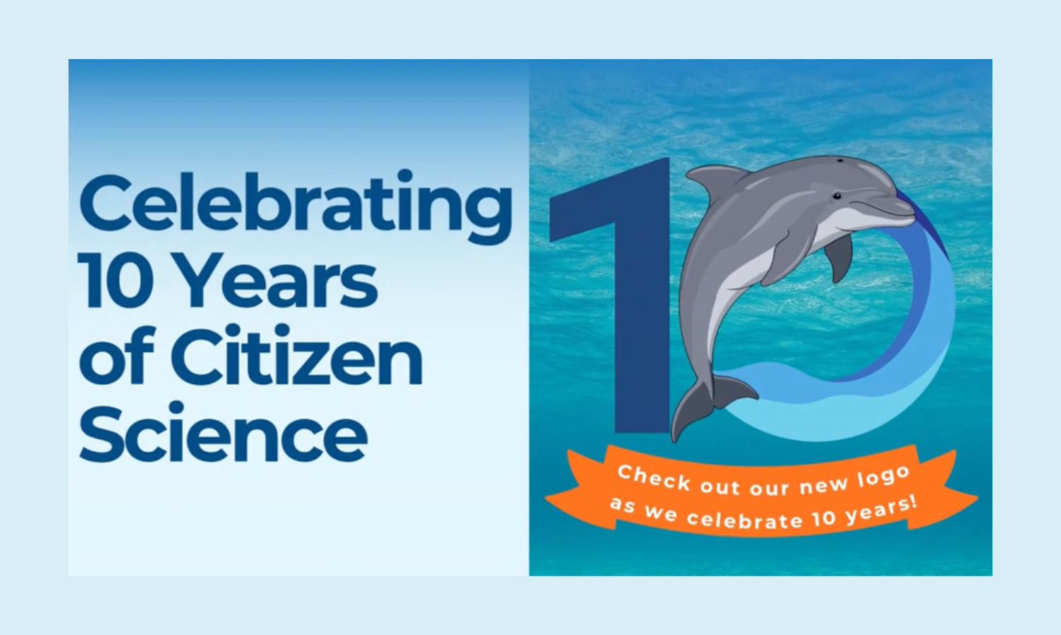 Chesapeake DolphinWatch celebrates 10 years of participatory science