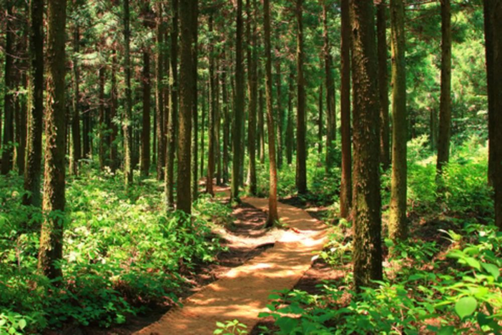 Tall trees with a path trailing through them