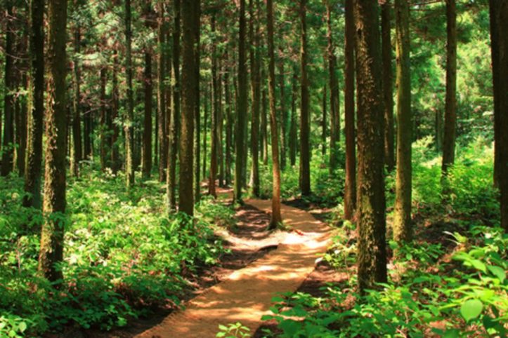 Tall trees with a path trailing through them