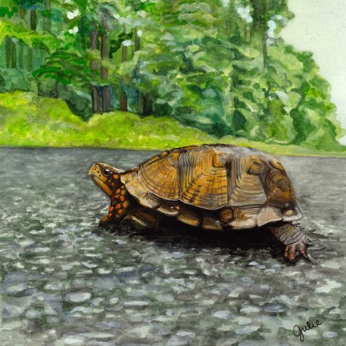 An Eastern Box Turtle Crossing Horns Point Road. Original artwork by Julie Trommatter.