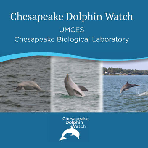 Chesapeake Dolphin Watch