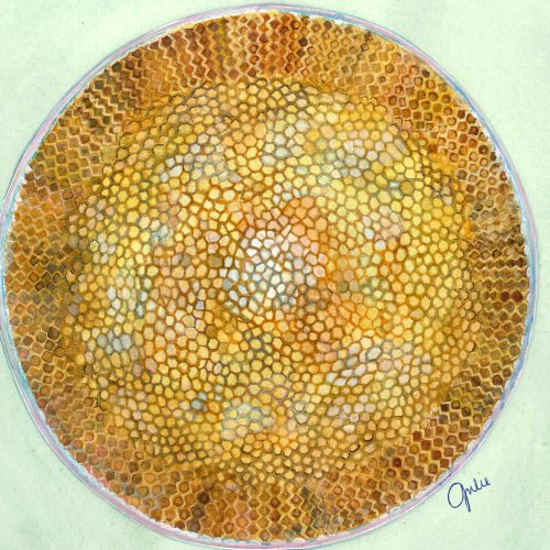 A Coscinodiscus cell from the Choptank River viewed under a microscope. Original artwork by Julie Trommatter