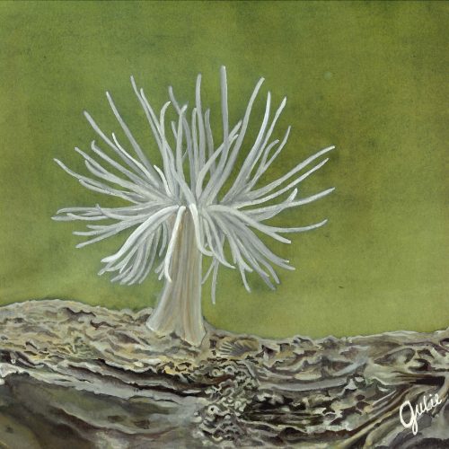A Ghost Anemone from the Choptank River waving its tentacles. Original artwork by Julie Trommatter.