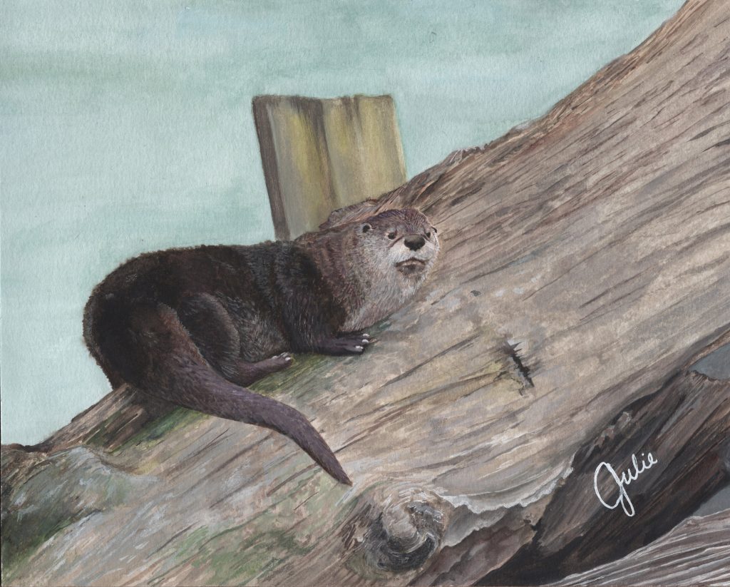 Watercolor painting of an otter running on a log. Original artwork by Julie Trommatter. Reference Photo by Adam Jackson.