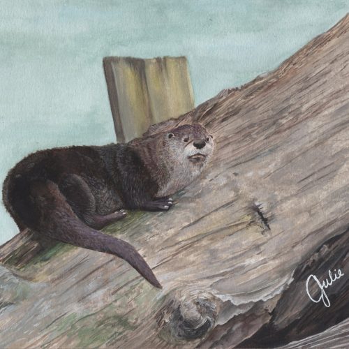 Watercolor painting of an otter running on a log. Original artwork by Julie Trommatter. Reference Photo by Adam Jackson.