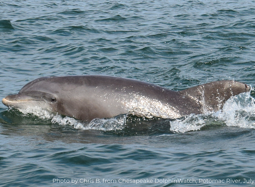 Photo by Chris B. from Chesapeake DolphinWatch, Potomac River, July 2017