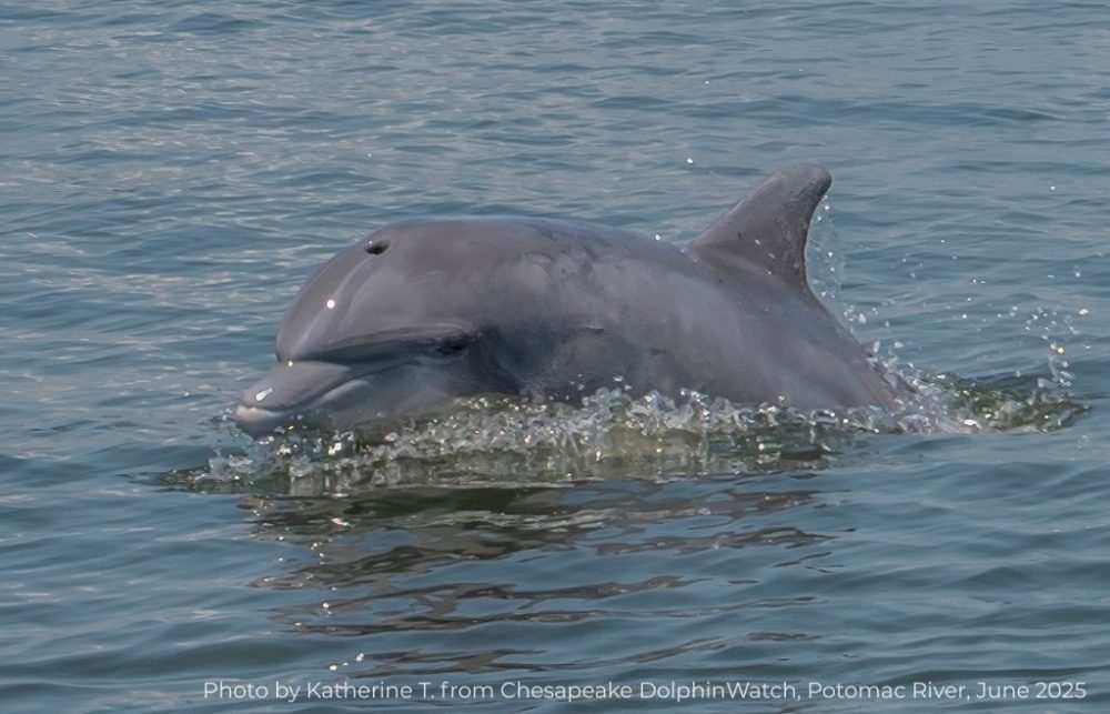 Photo by Katherine T. from Chesapeake DolphinWatch, Potomac River, June 2025