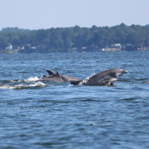 Dolphins in the Chesapeake Bay byTania Richardson Remaly