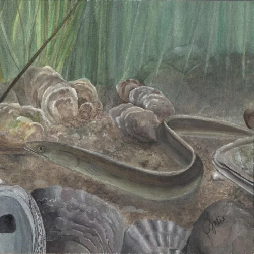 A yellow-stage American Eel glides along the floor of the Chesapeake Bay. Original artwork by Julie Trommatter.