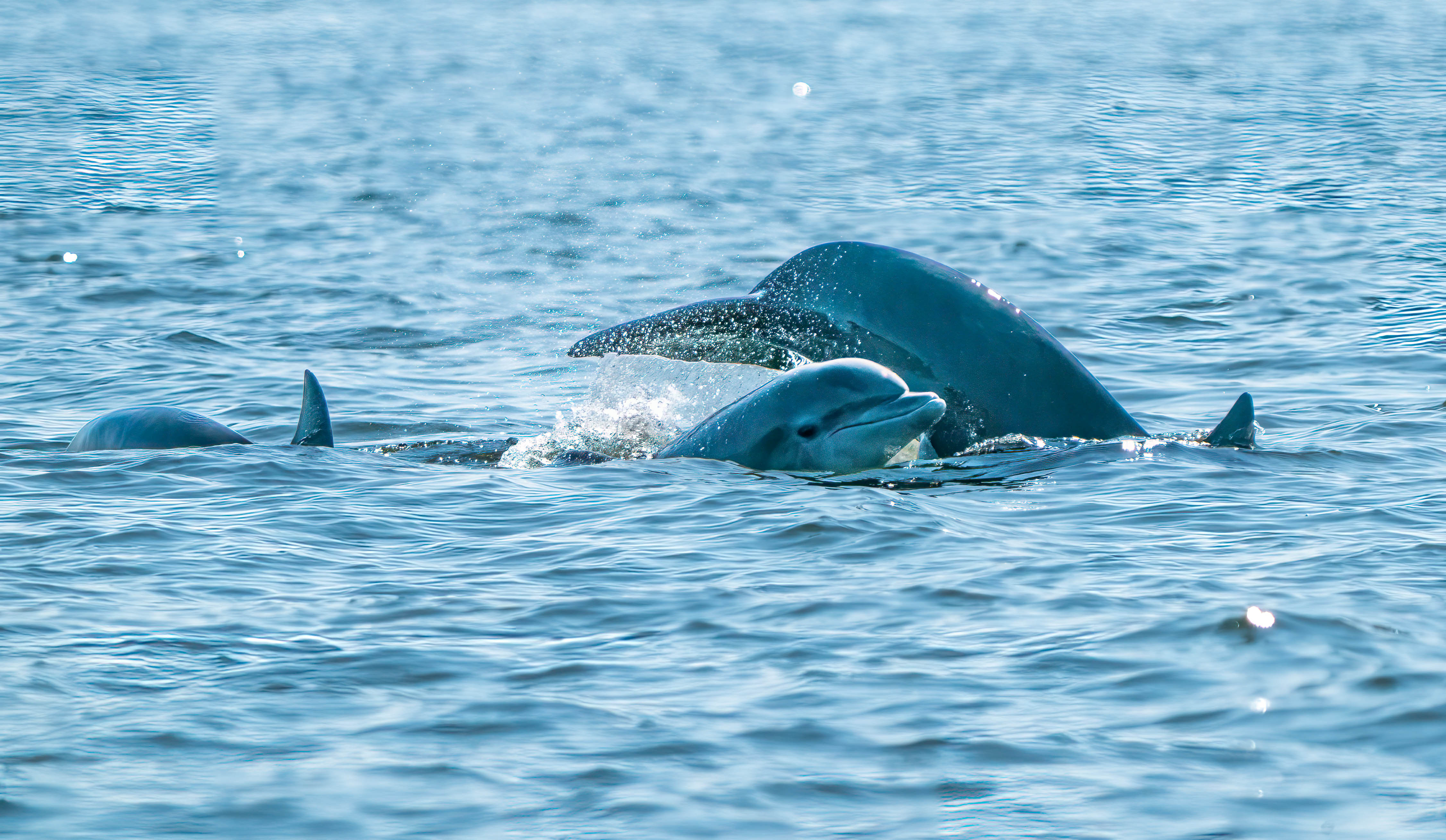Leaping Forward with DolphinWatch