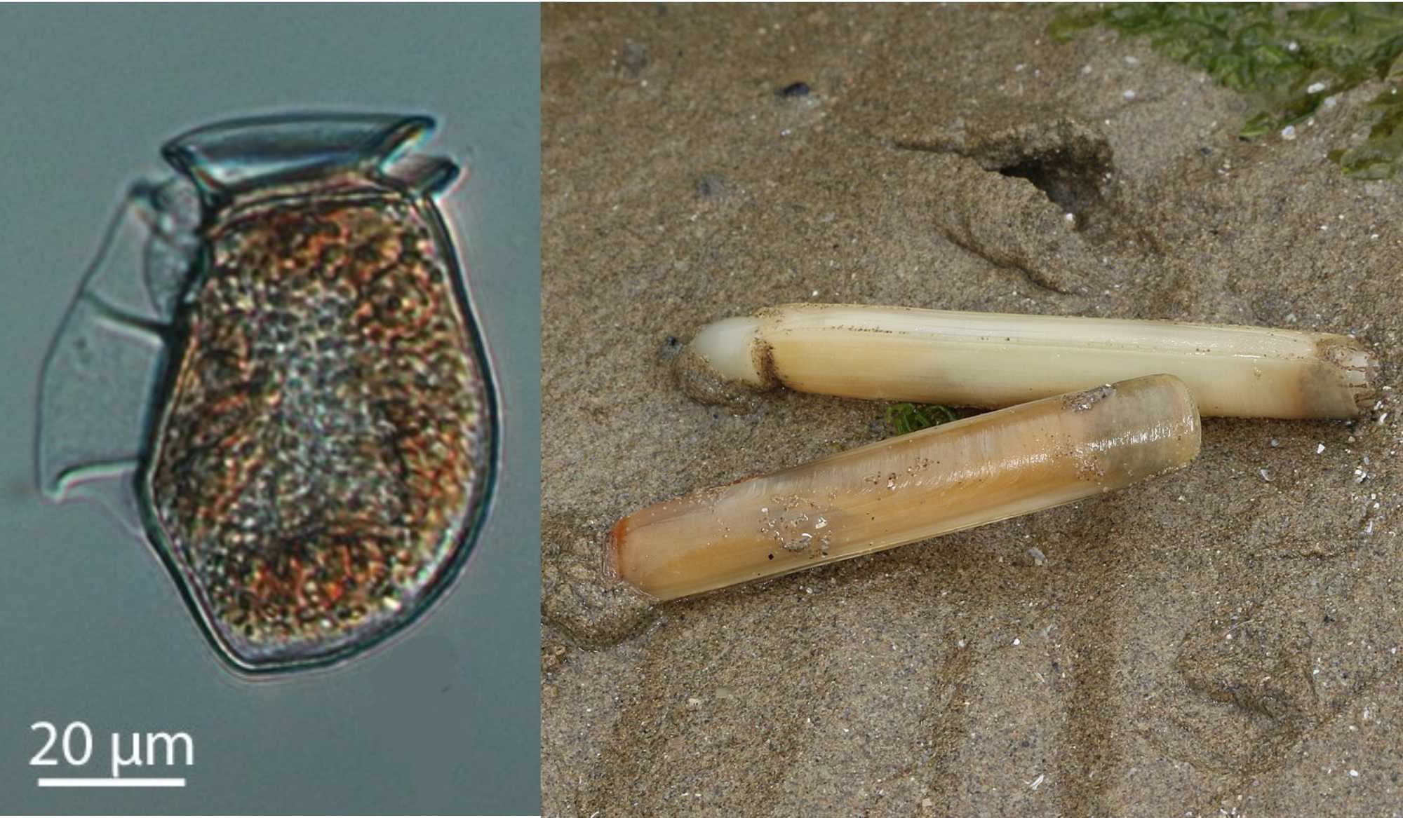 New paper outlines how large language models such as ChatGPT can be used to automate harmful algal bloom prediction