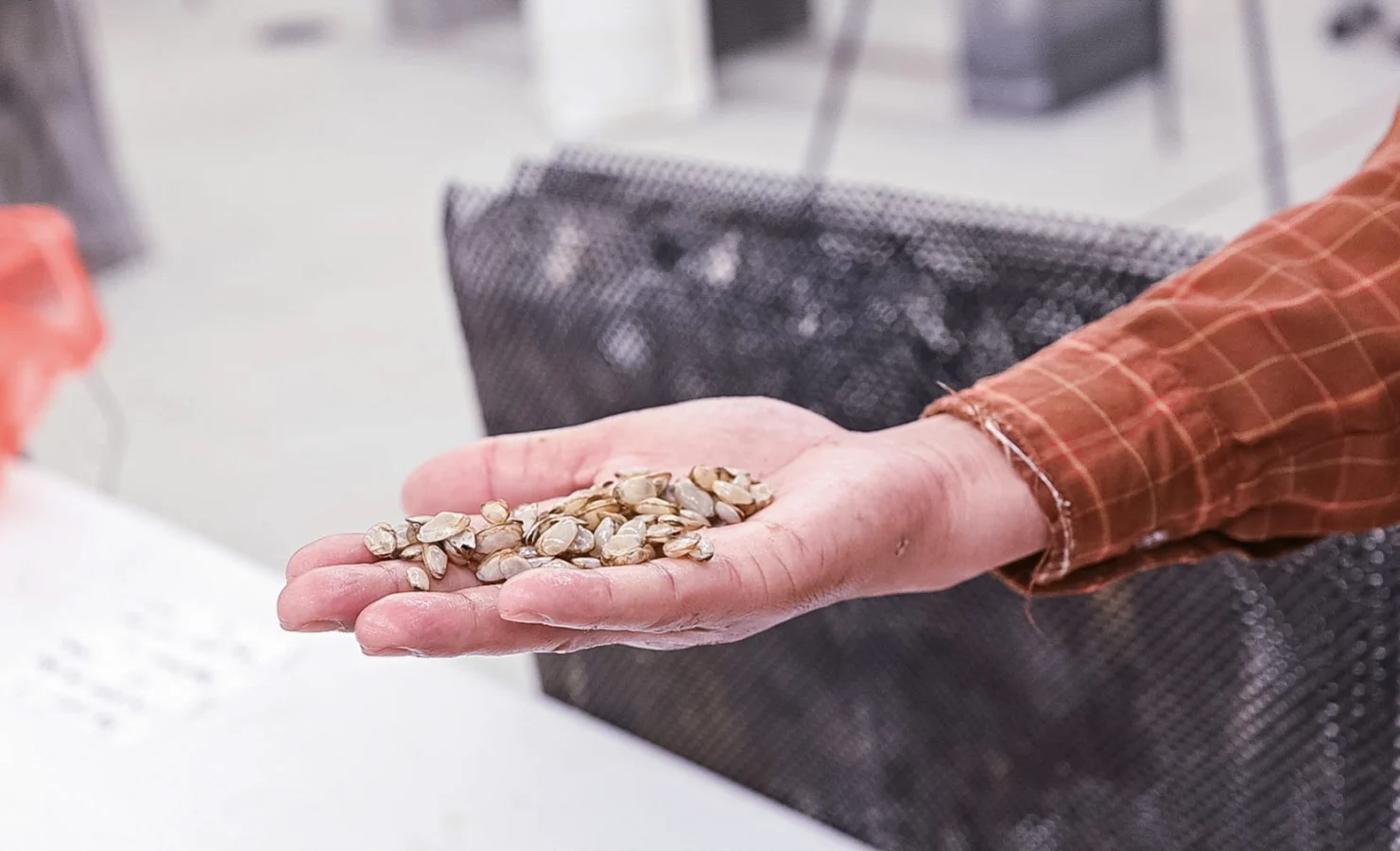 A researcher's hand holds a pile of tiny juvenile clams