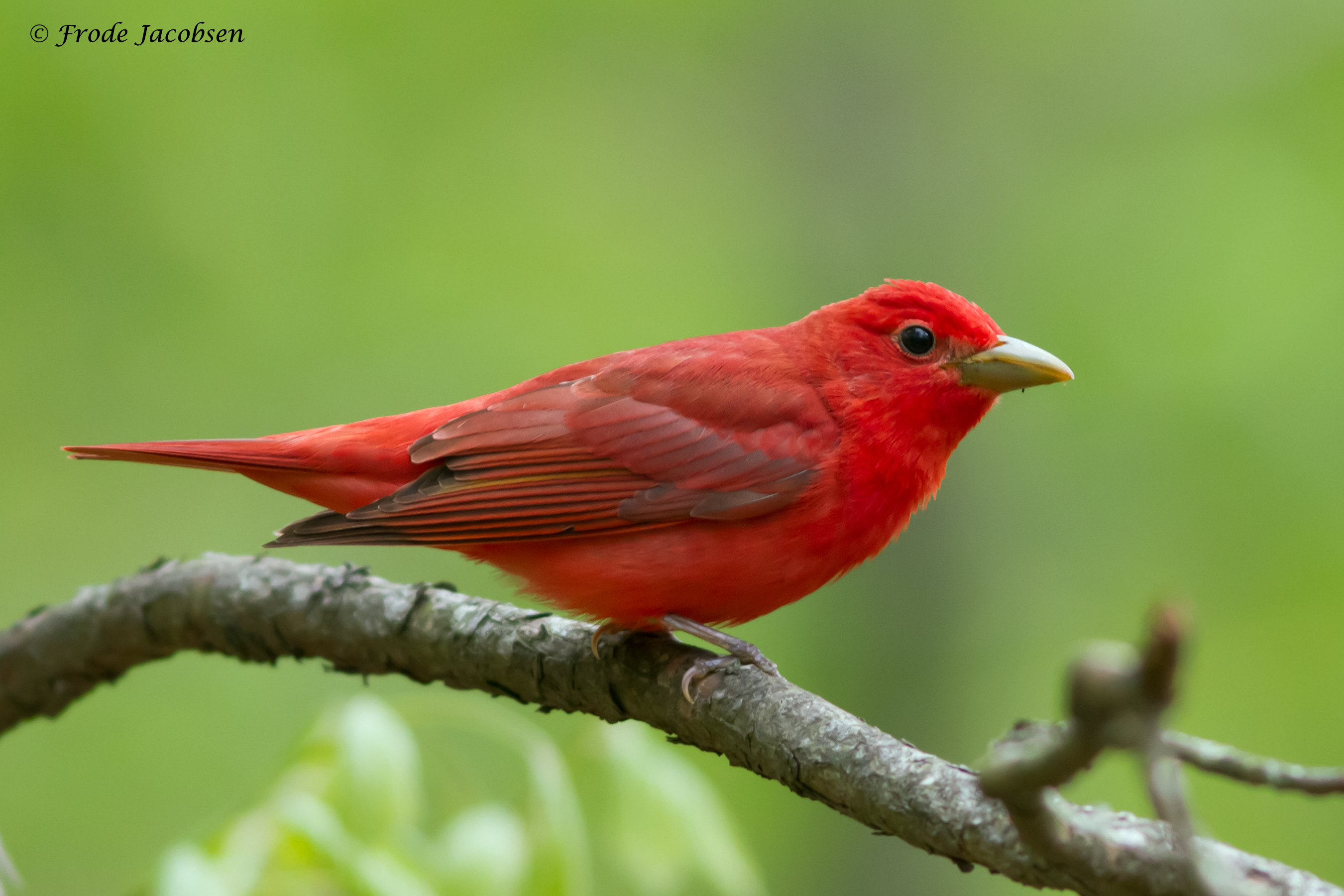 Red Bird perches on stick