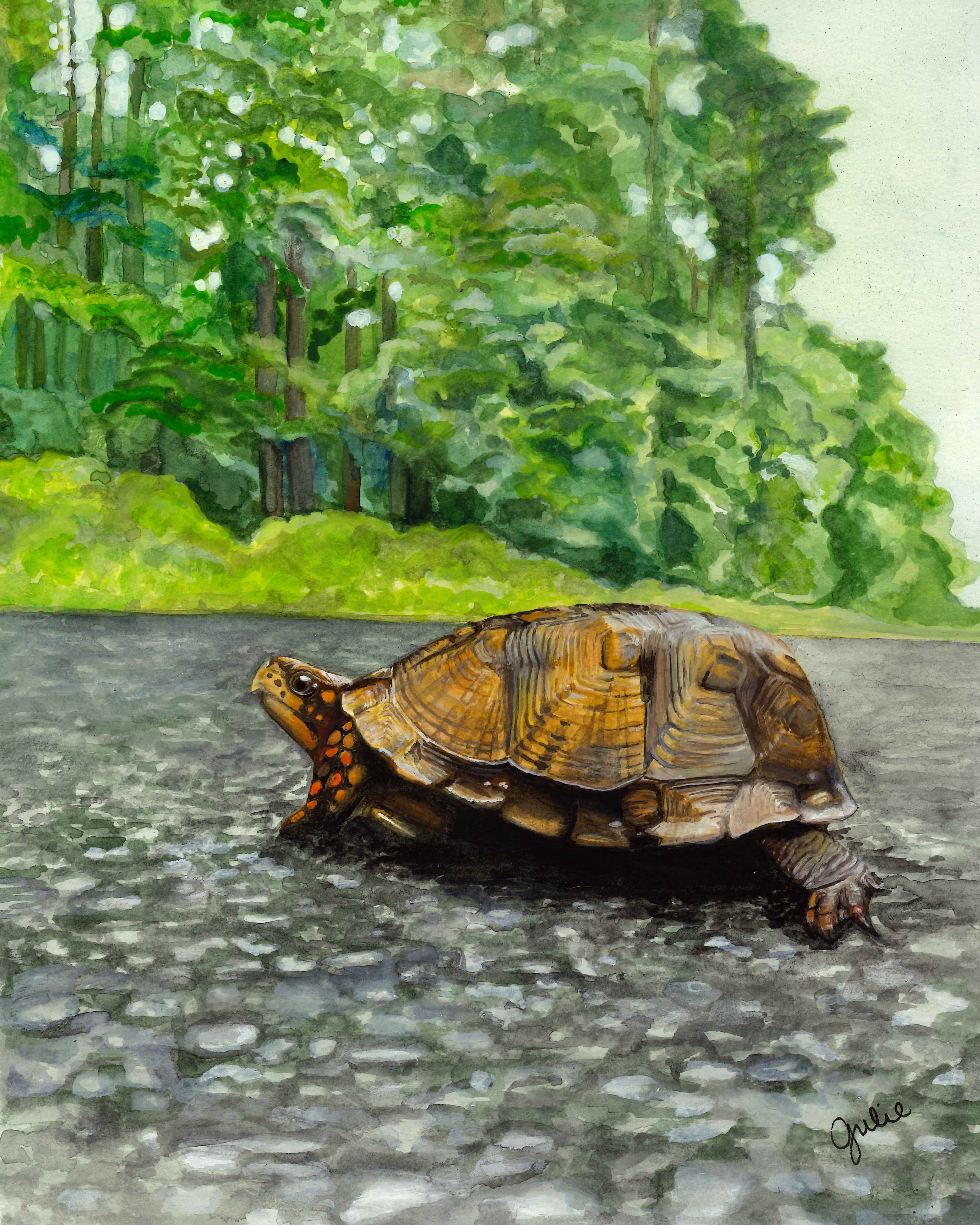 Watercolor painting of an Eastern Box Turtle Crossing Horns Point Road. Original artwork by Julie Trommatter.