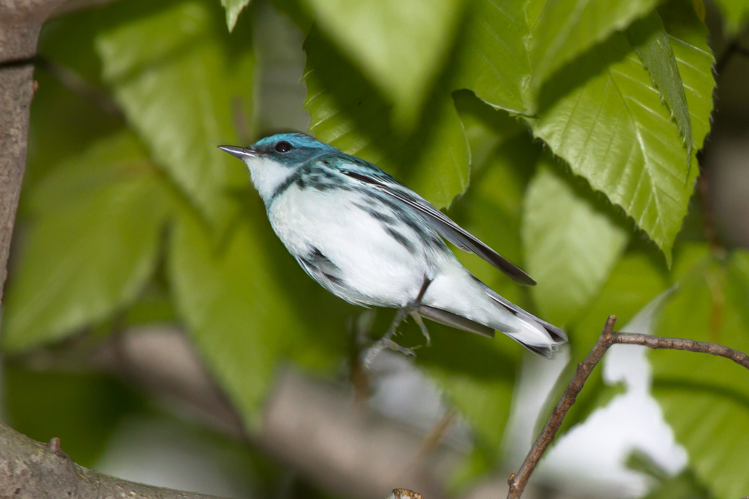 Small bird with emerald crest on a tree