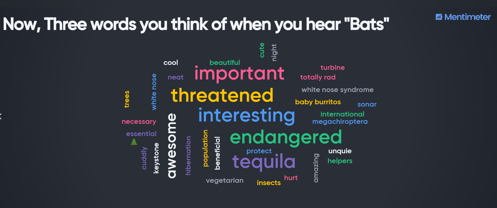 Word cloud created by responses after bat presentation 