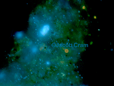 Bacteria on particles