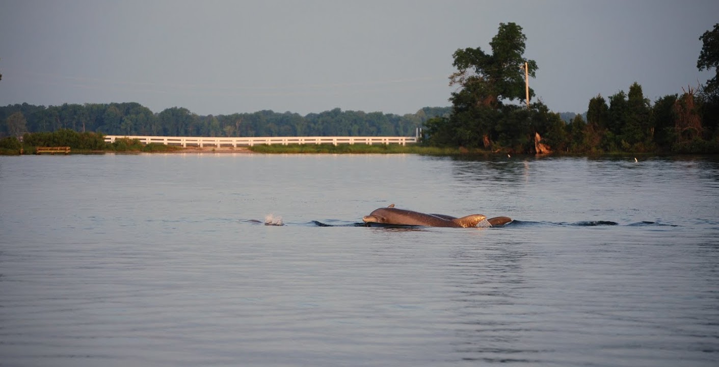 dolphns
