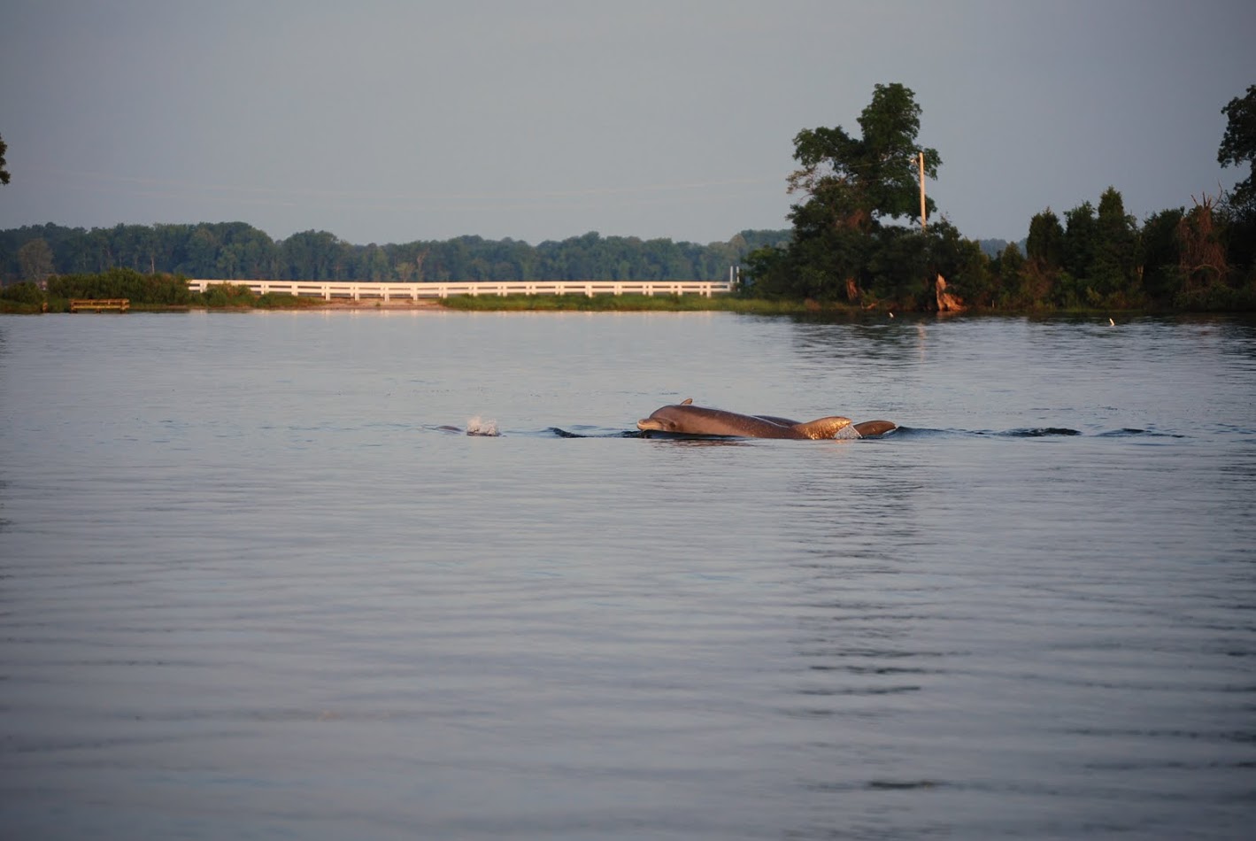 Dolphins in Chesapeake Bay by Chris Moe