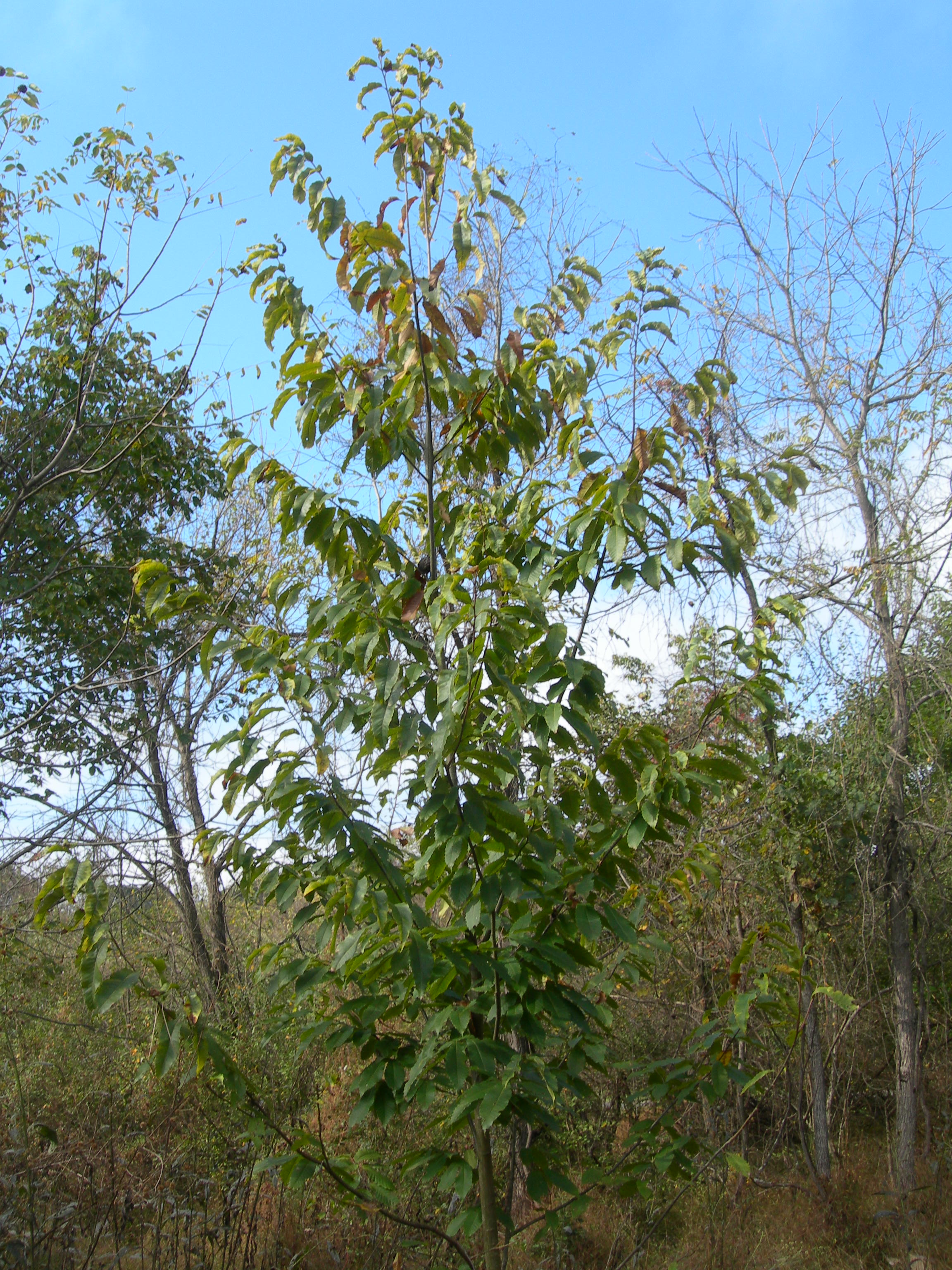 Citizens Restoring American Chestnut tree. Photo courtesy of Bernie and Linda Coyle. 