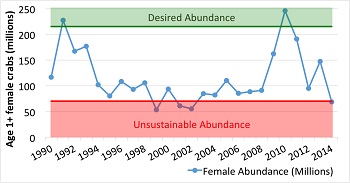 The female crab population nearly tripled from 2008-2010, but in 2011, crab numbers began to fall. Image by Tom Miller
