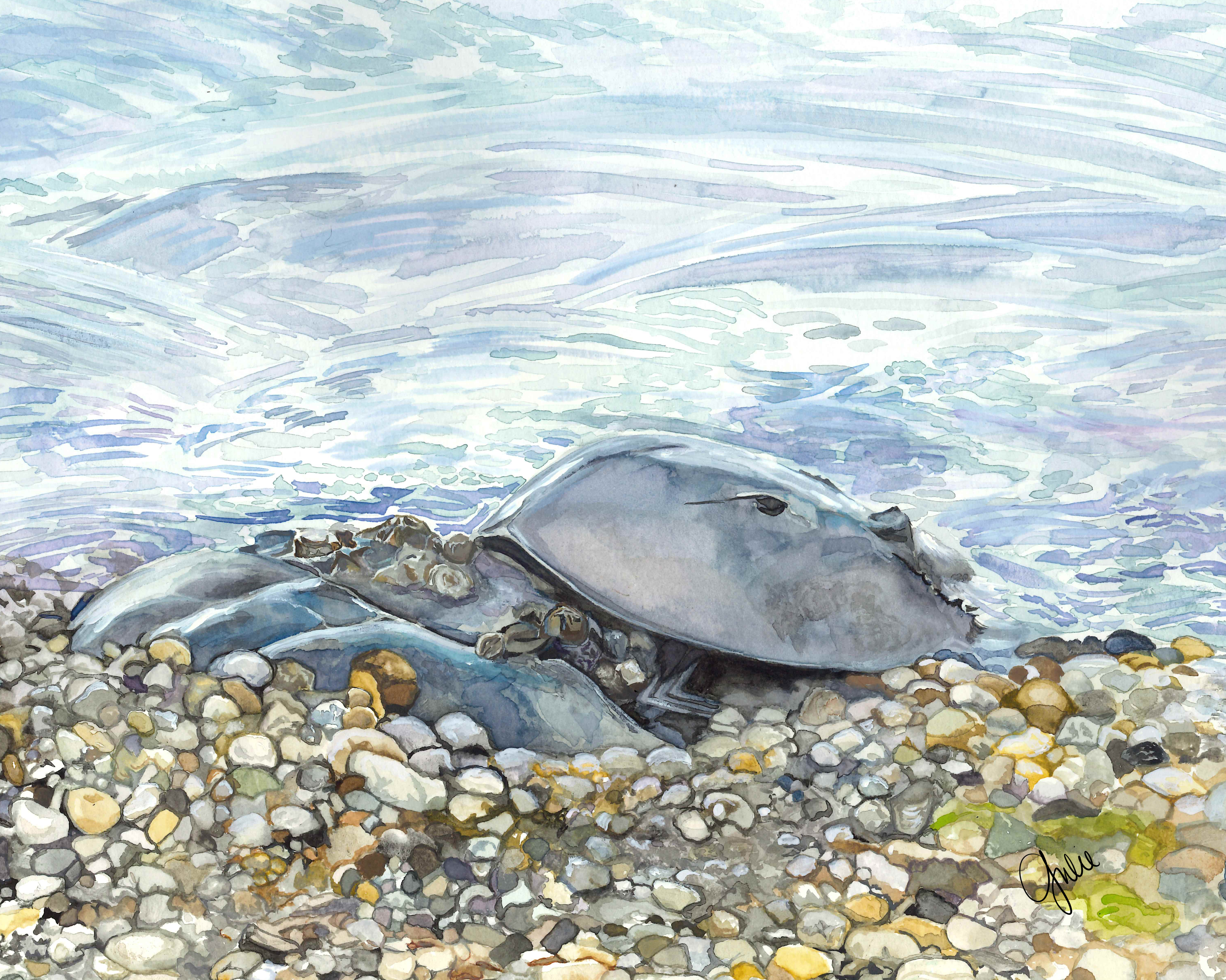 Watercolor painting of A pair of Horseshoe Crabs during spawning season observed at the beach near the PhytoChop Observatory at the Horn Point Laboratory.