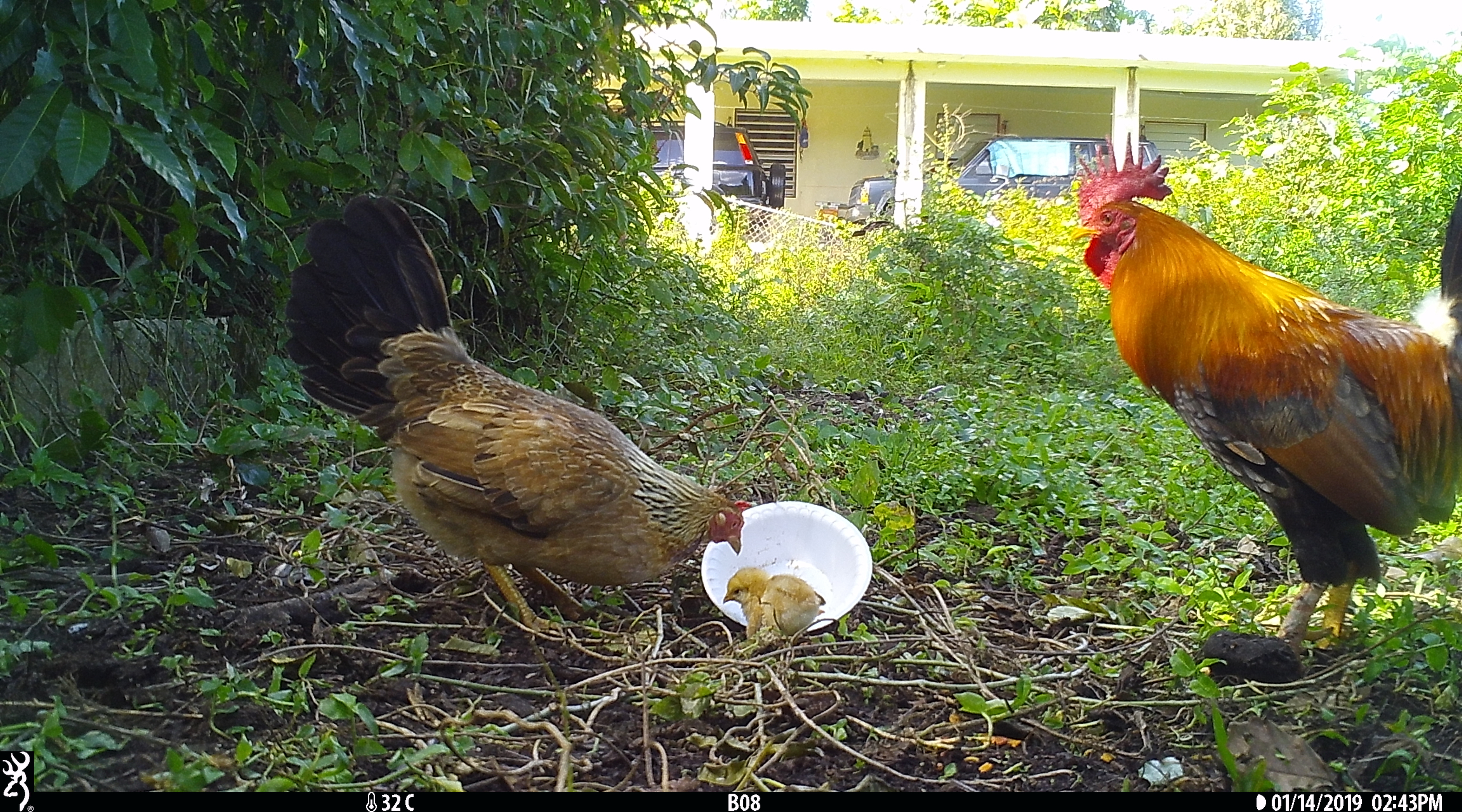 Chickens eating cat food at field cameras. 
