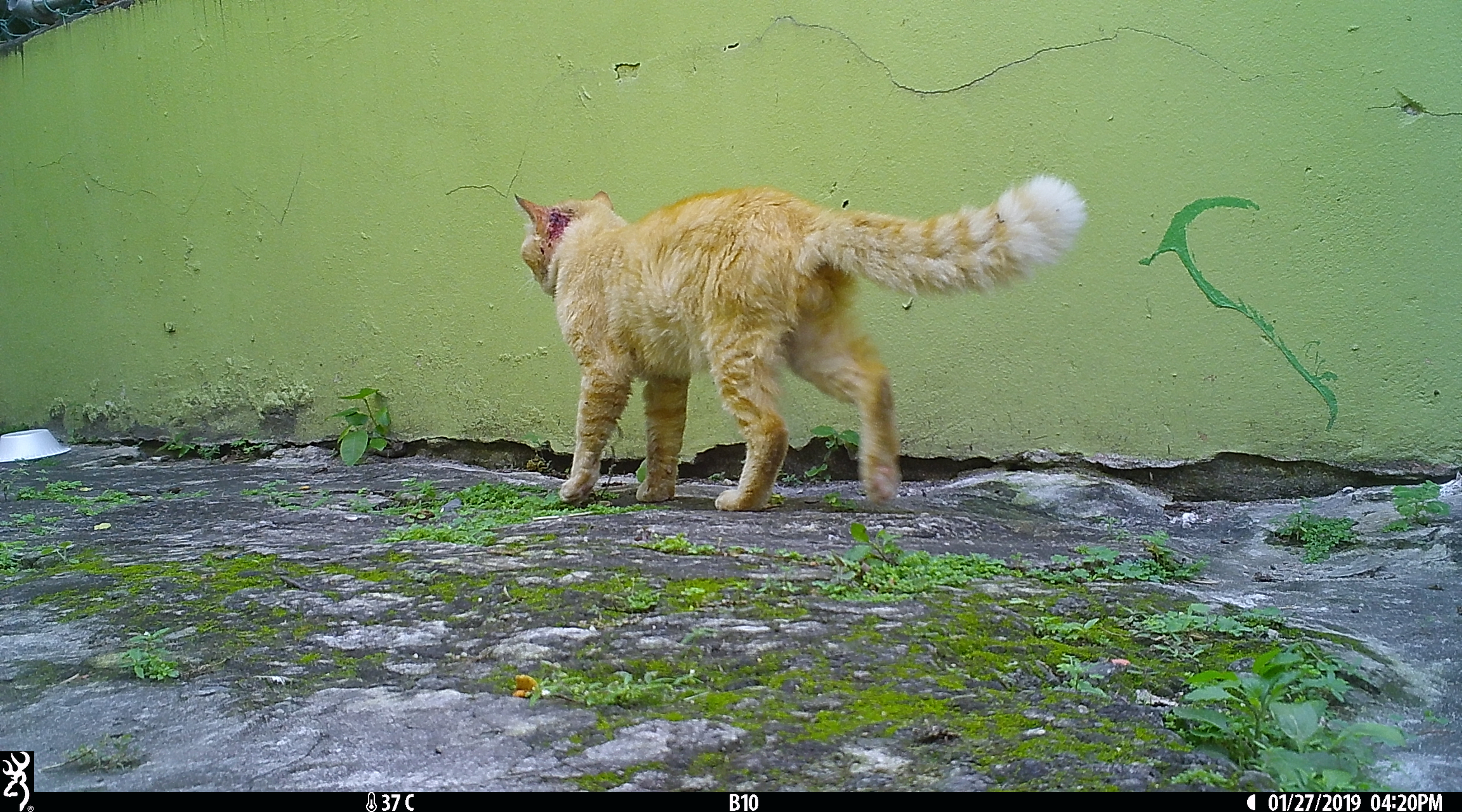 Injured male cat in downtown San Juan 