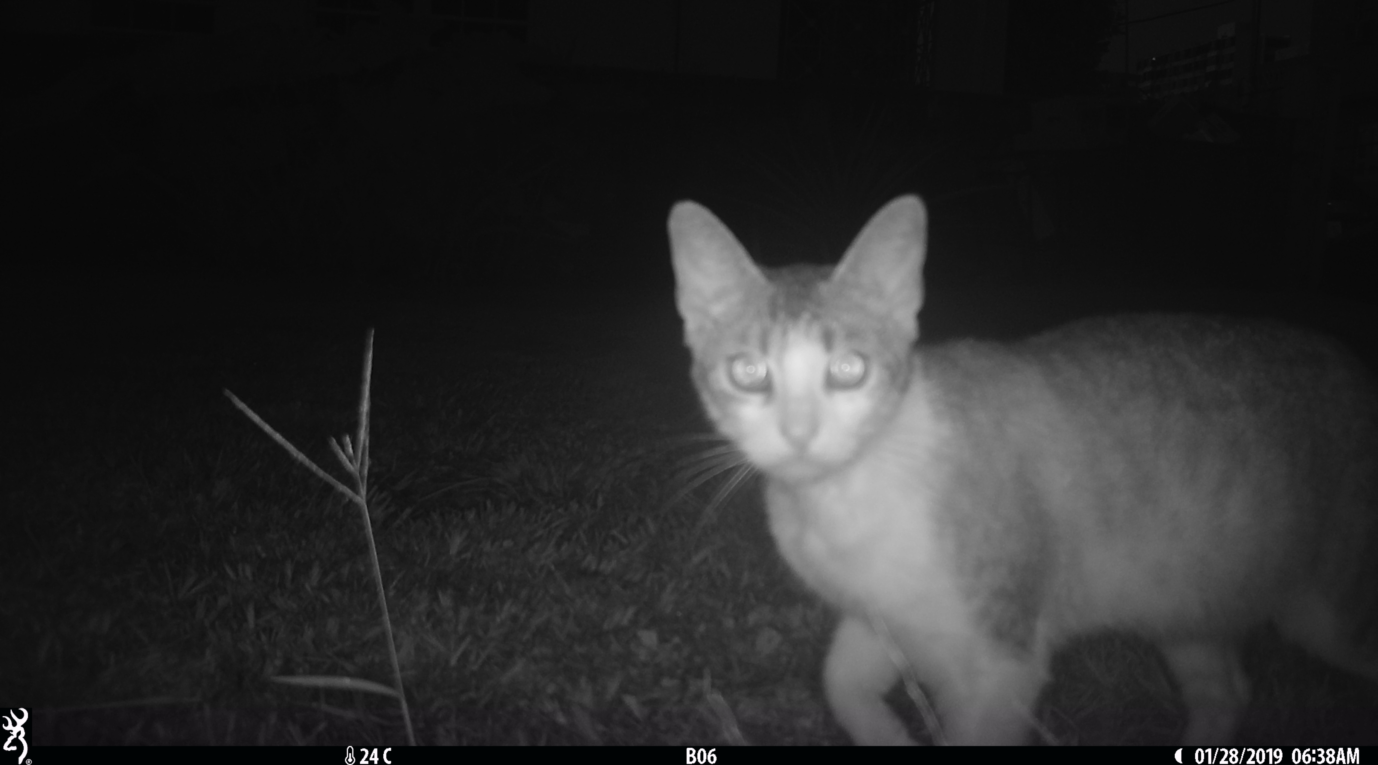 A cat is captured on a night trail cam