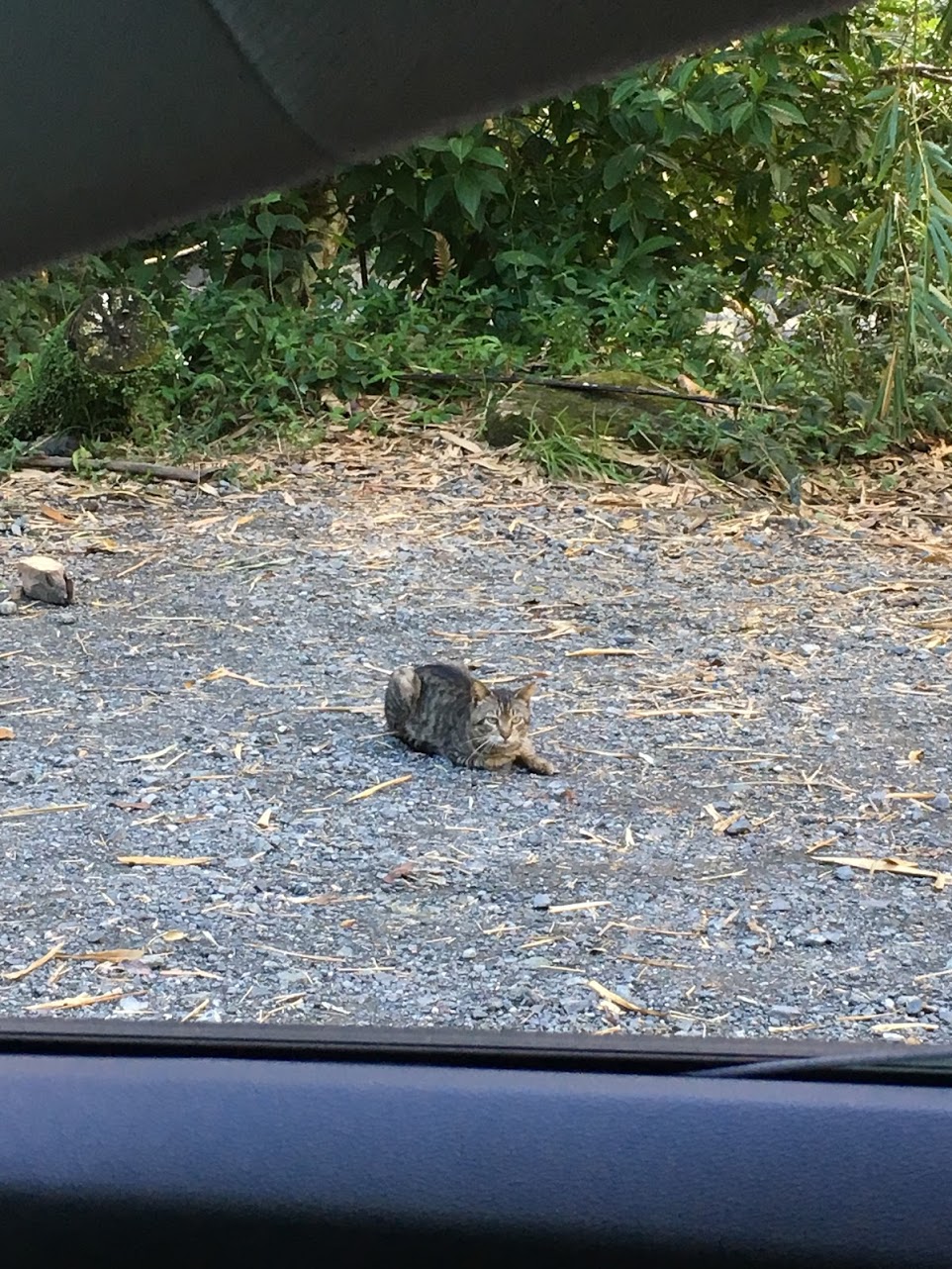 Free-roaming cat in El Yunque