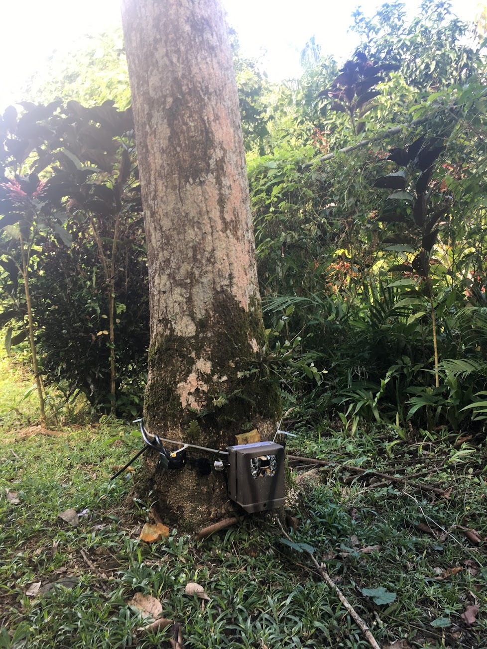 Example of a typical camera trap set up.