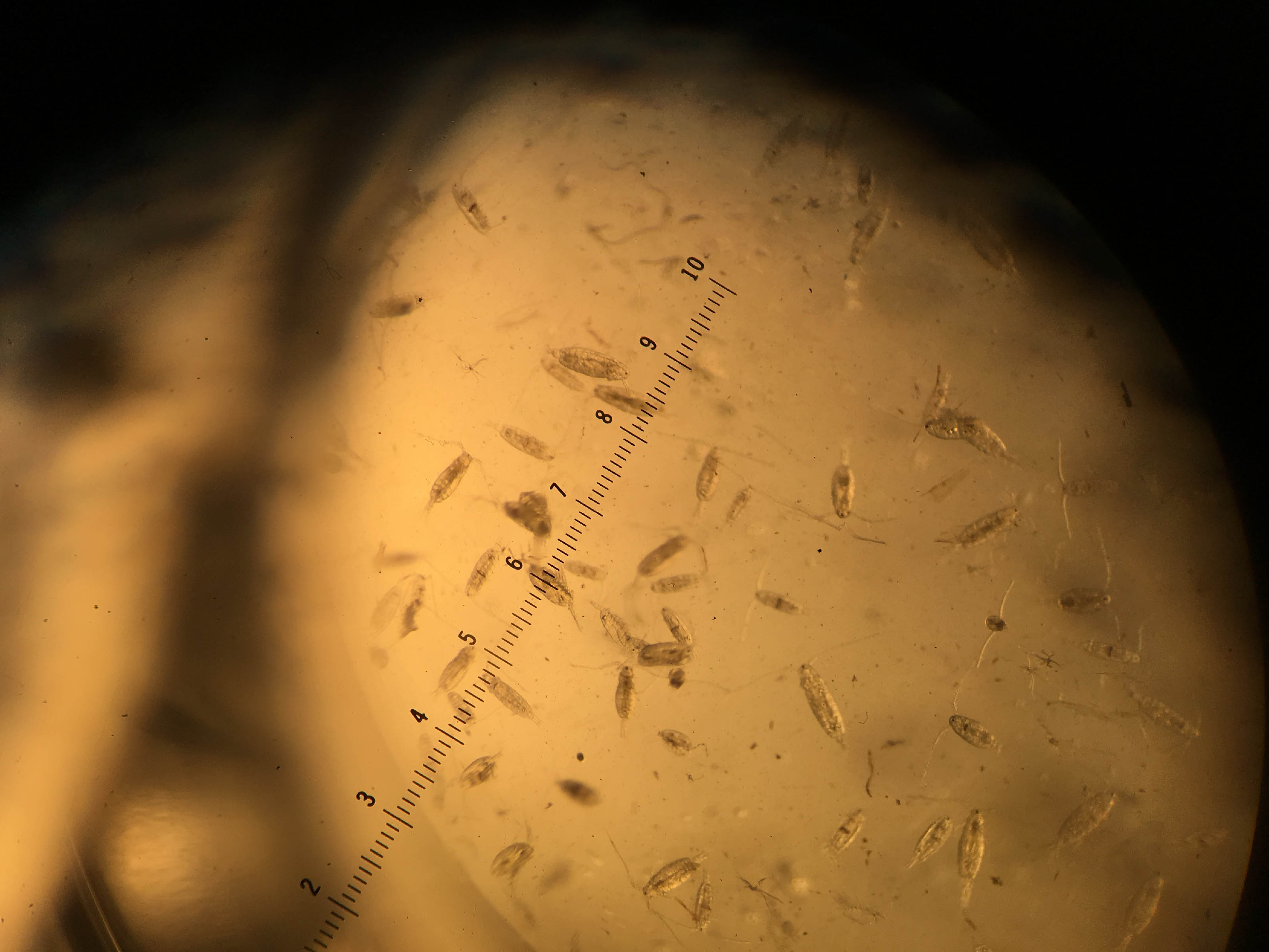 Copepods, small crustaceans that play an important role in the aquatic food web, move below a microscope.