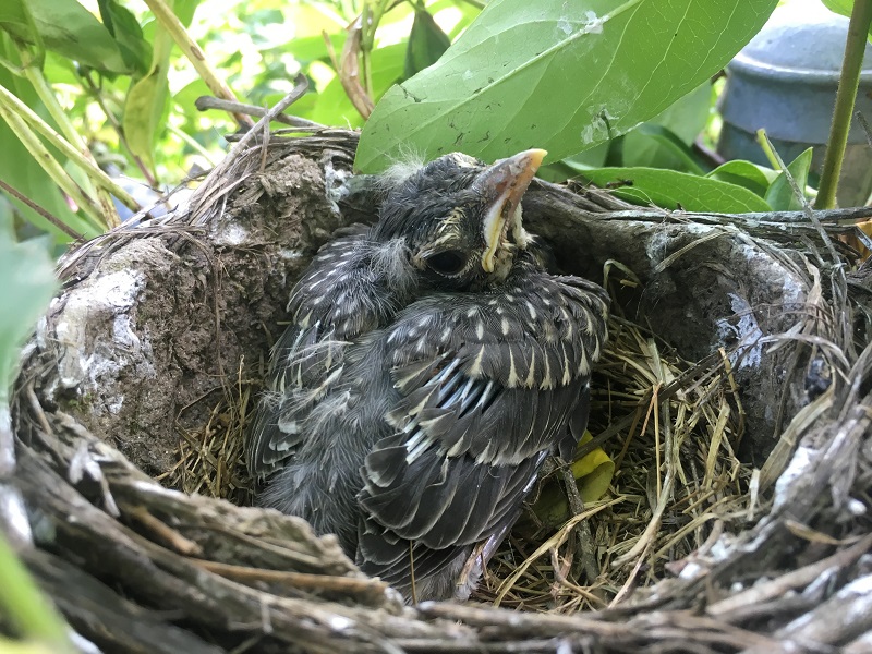 Bird in nest