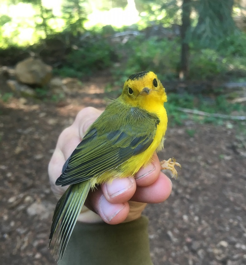 Bird perched on hand